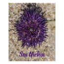 Search for sea urchin posters Beach