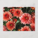 Search for chrysanthemum postcards Plant