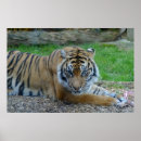 Search for hypnotizing Animal