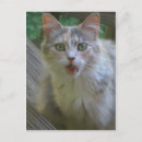 Search for surprise postcards Feline