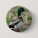 Search for mallards badges Nature