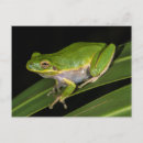 Search for cinerea Frog