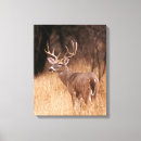 Search for danita delimont canvas prints White tailed deer