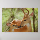Search for bambi posters Fawn