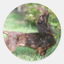 Search for long haired dachshund stickers Chocolate and tan