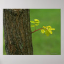 Search for locust posters Tree