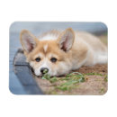Search for pet rectangular magnets Pembroke welsh corgi