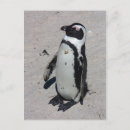 Search for african penguin postcards Penguins