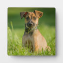 Search for terrier plaques Portrait