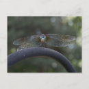 Search for damselfly postcards Bug