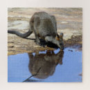 Search for macropods Kangaroo