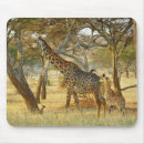 Search for giraffa Giraffa camelopardalis tippelskirchi