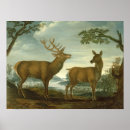Search for hinde is posters Deer