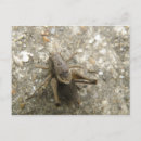 Search for the crickets postcards Insects