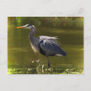 Search for herons postcards Great