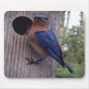 Search for nesting mousepads Birds