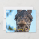 Search for giraffe face postcards Portrait