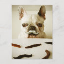 Search for moustache postcards French bulldog