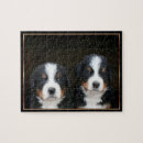 Search for bernese mountain dog puzzles Puppy
