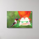 Search for throat canvas prints Nature