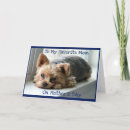 Search for yorkshire terrier mothers day cards Dogs