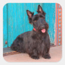 Search for scottish terrier stickers Black