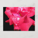 Search for flower petals postcards Rose