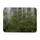Search for rhododendron magnets California