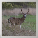 Search for buck art Doe