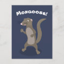Search for mongoose postcards Cute