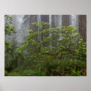 Search for rhododendron posters California