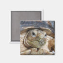 Search for tortoise magnets Reptiles