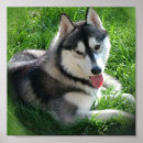 Search for alaskan art Huskies