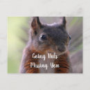 Search for squirrel with nut Animals