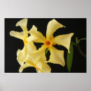 Search for jasmine flowers art White