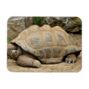 Search for tortoise magnets Turtle