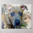 Search for pit bulls posters Bully breed