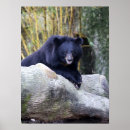 Search for natural environment posters Animal