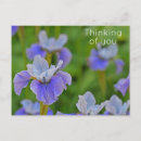 Search for iris flower postcards Garden