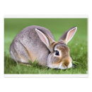 Search for love bunnies posters Sweet