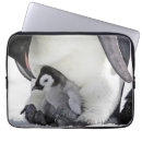 Search for emperor penguin cases Animals in the wild