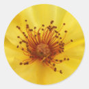 Search for rose macro stickers Nature