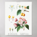 Search for crabapple posters Blossom