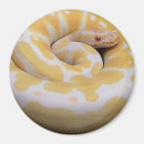Search for python magnets Boa