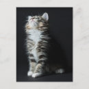 Search for tabbies postcards Kitten