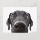 Search for puppy face postcards Portrait