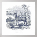 Search for antelopes posters Eland