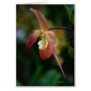 Search for lady slipper orchid postcards Floral