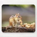 Search for chipmunks mousepads Nature
