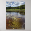 Search for pond reflection posters Tree